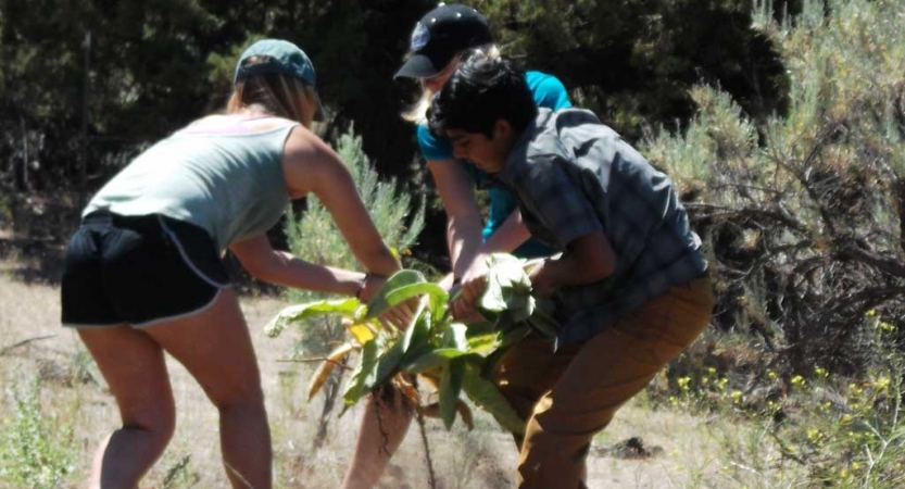 three students work to pull up a weed during a service project with outward bound